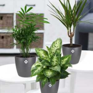 3er-Mix Luftreinigende Zimmerpflanzen inkl. Elho®-Übertöpfe 'Grau'