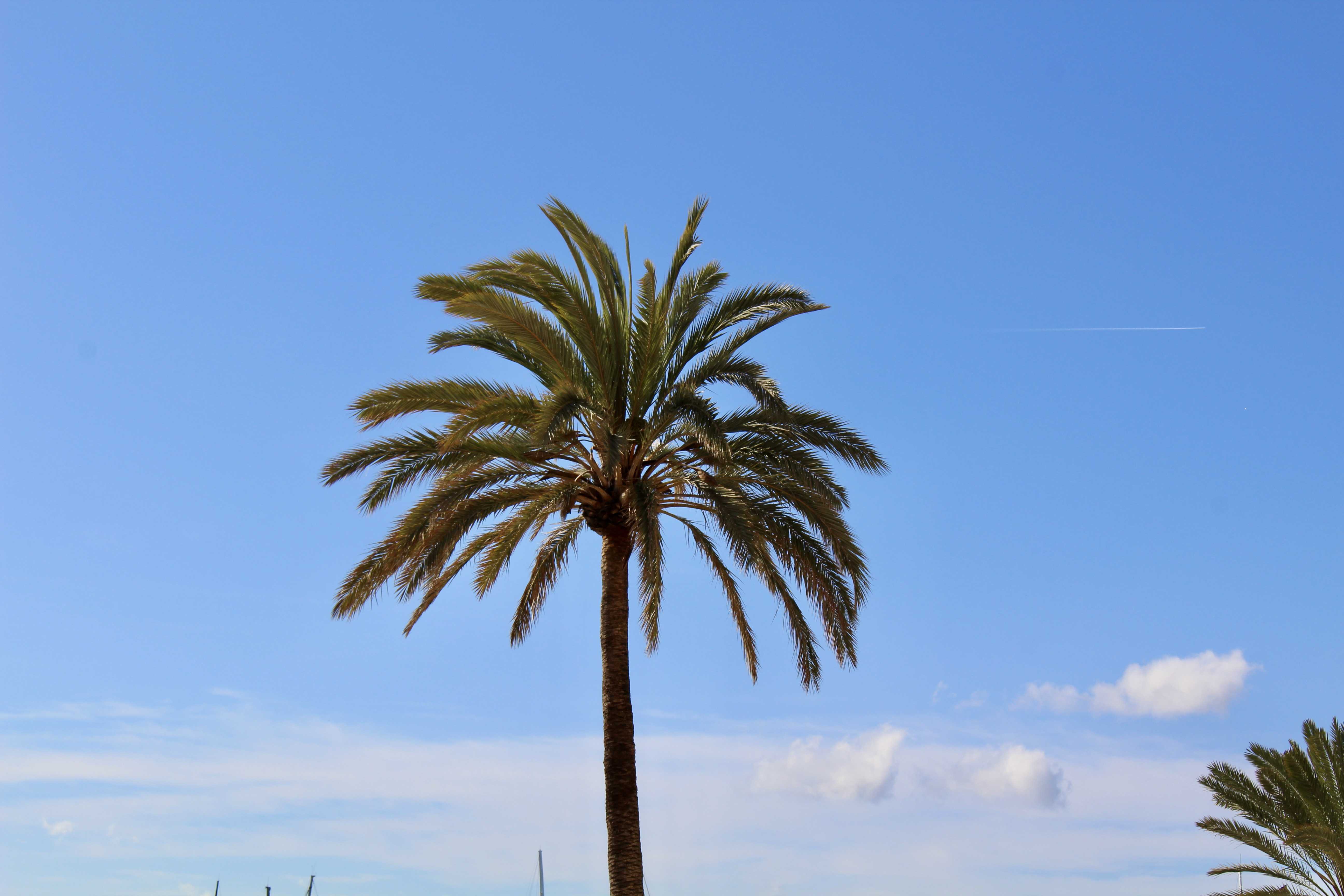 Palmen auf Palma de Mallorca