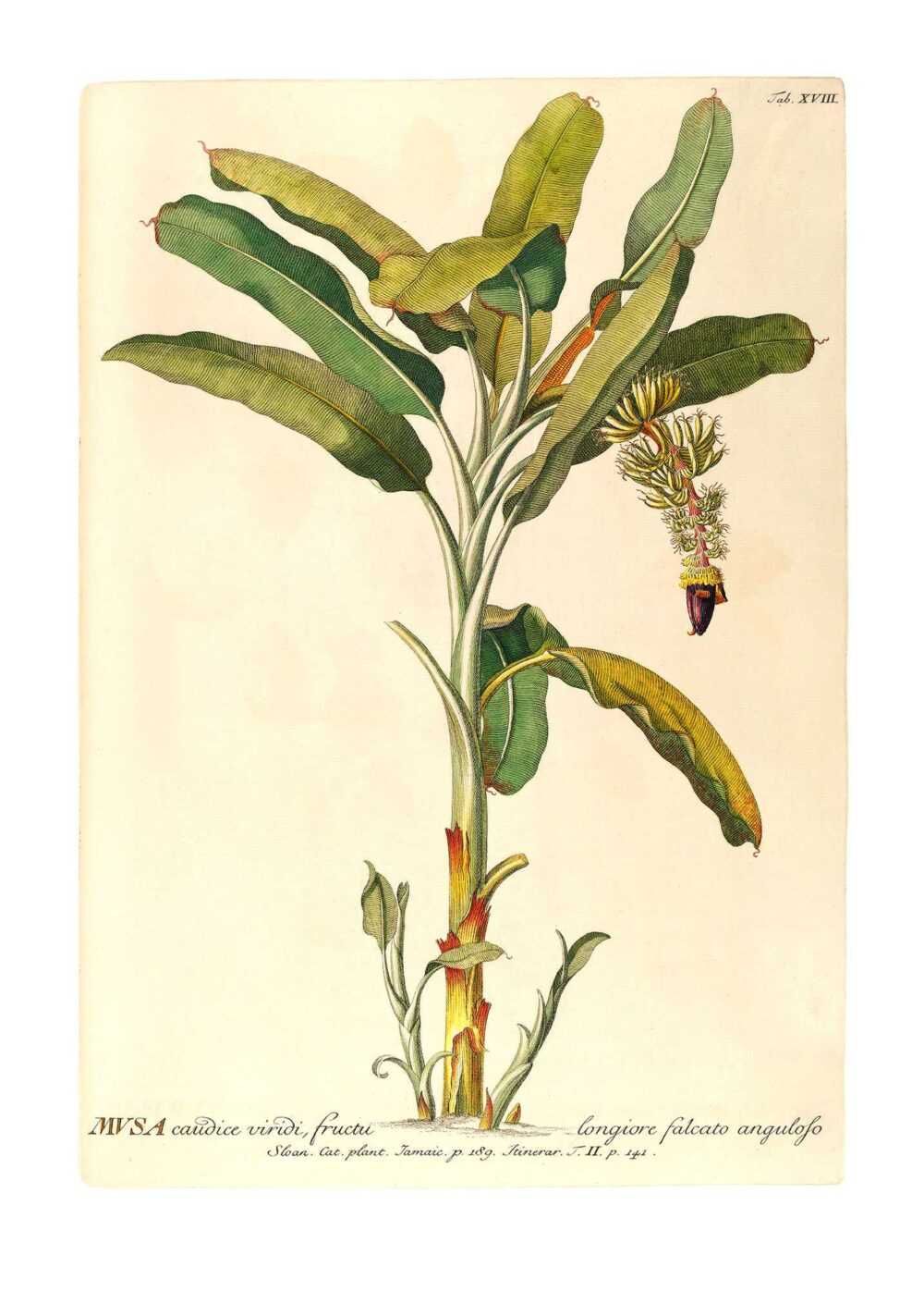 Komar Poster "Rainforest Sapling", (1 St.)
