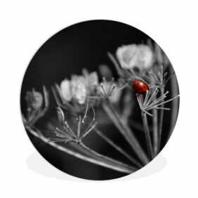 MuchoWow Gemälde Schwarz-Weiß-Foto eines roten Marienkäfers auf einer Pflanze, (1 St), Rundes wandbild für Wohnzimmer, Wandkreis, Wandschmuck, 90x90 cm
