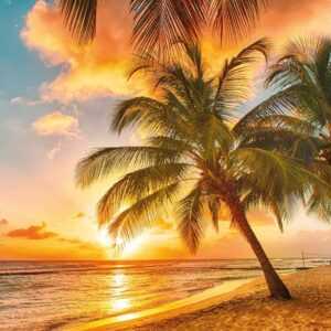 Papermoon Fototapete "Barbados Palm Beach"