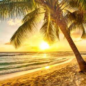 Papermoon Fototapete "Barbados Palm Beach"