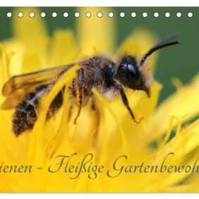 Bienen - Fleißige Gartenbewohner (Tischkalender 2024 DIN A5 quer), CALVENDO Monatskalender
