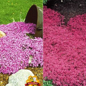 Bodendecker-Kollektion rosa und rot