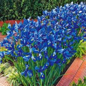 Iris 'Sea of Blue'