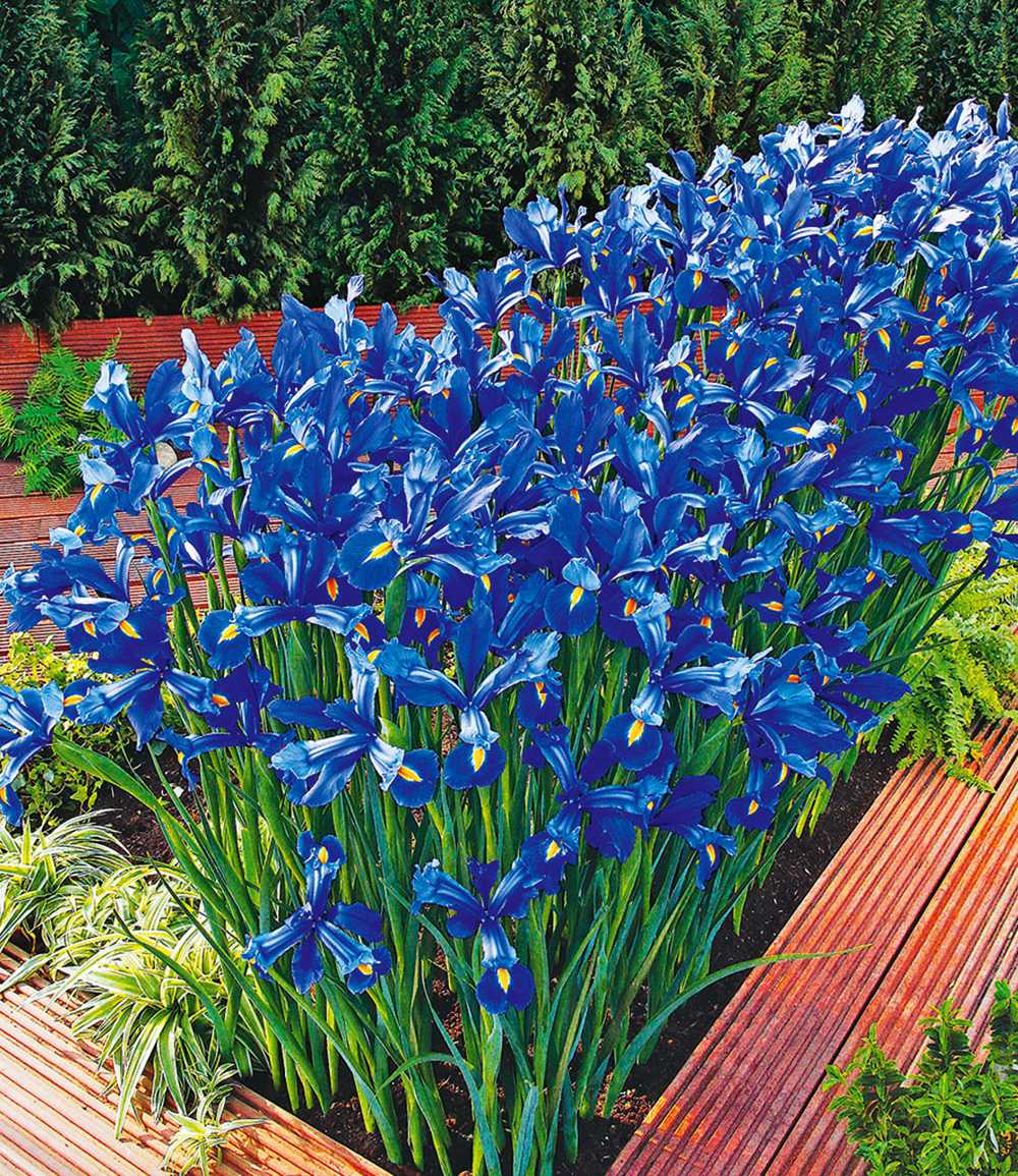 Iris 'Sea of Blue'