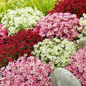 Saxifraga-Mix 'Blütenteppich'