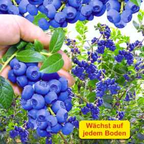 Trauben-Heidelbeere 'Reka® Blue'