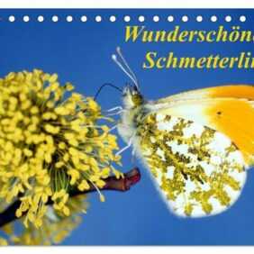 Wunderschöne Schmetterlinge (Tischkalender 2024 DIN A5 quer), CALVENDO Monatskalender