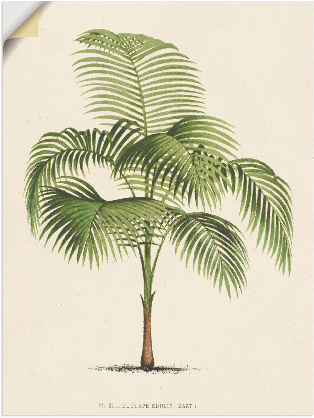 Artland Wandbild "Palme I", Pflanzen, (1 St.), als Alubild, Leinwandbild, Wandaufkleber oder Poster in versch. Grössen