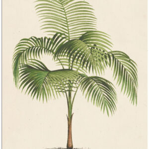 Artland Wandbild "Palme I", Pflanzen, (1 St.), als Alubild, Leinwandbild, Wandaufkleber oder Poster in versch. Grössen