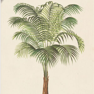 Artland Wandbild "Palme II", Pflanzen, (1 St.), als Alubild, Leinwandbild, Wandaufkleber oder Poster in versch. Grössen