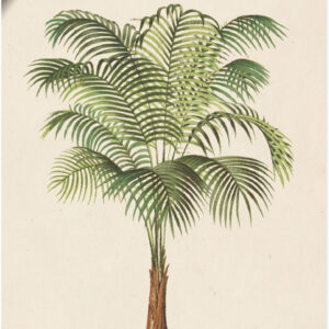 Artland Wandbild "Palme II", Pflanzen, (1 St.), als Alubild, Leinwandbild, Wandaufkleber oder Poster in versch. Grössen