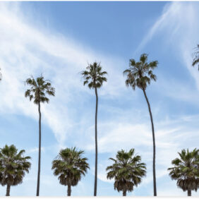 Artland Wandbild "Palmen an der Küste von La Jolla", Baumbilder, (1 St.), als Alubild, Leinwandbild, Wandaufkleber oder Poster in versch. Grössen