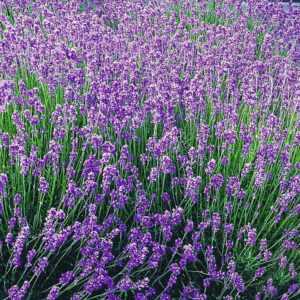 Blauer Duft-Lavendel 'Provence'