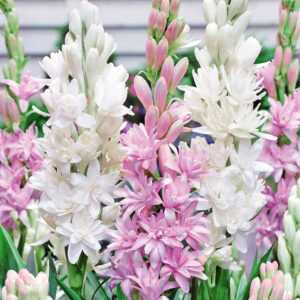 Duft-Tuberose 'The Pearl & Pink Saphier'