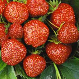 Erdbeere Hummi's® 'Sengana® Selektion'