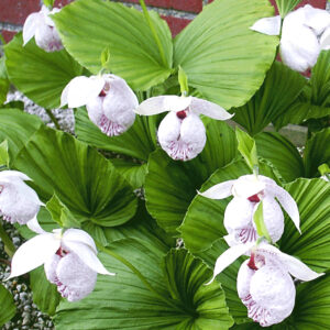 Freiland-Orchidee 'Formosana'