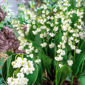 Gefülltes Maiglöckchen 'Bloom in White'