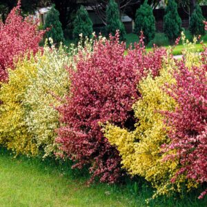 Ginster-Hecke 'Tricolor'