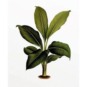 Komar Poster "Elastica Leaf", Pflanzen-Blätter, (1 St.), Kinderzimmer, Schlafzimmer, Wohnzimmer