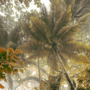 Komar Vliestapete "Palms Panorama", 300x250 cm (Breite x Höhe), Vliestapete, 100 cm Bahnbreite
