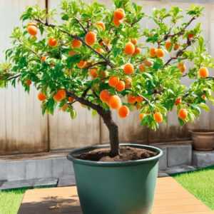 Mini-Aprikosenbaum 'Orange Beauty'