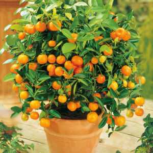 Orangen-Bäumchen