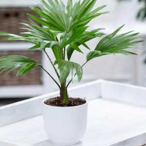 Palme 'Livistona Rotundifolia'