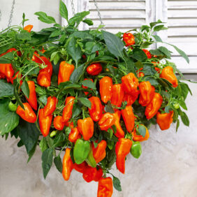 Paprika 'Peppers from Heaven®' F1
