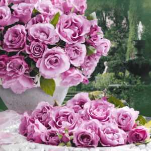 Parfum-Rose 'Dioressence®'