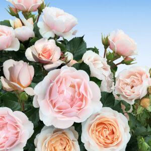 Parfum-Rose 'Jardin des Tuileries®'
