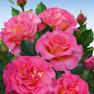 Parfum-Rose 'Pink Paradise®'