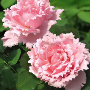 Parfum-Rose 'Sophie Rochas®'