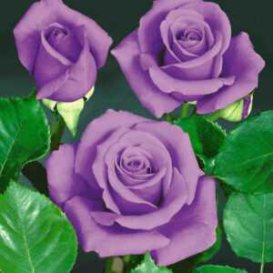 Rose 'Blue Saphir'