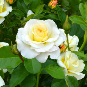 Rose der Liebe 'Centenaire de Lourdes® blanc'