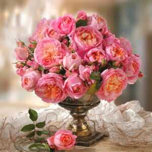 Rose der Liebe 'Dames de Chenonceau®'
