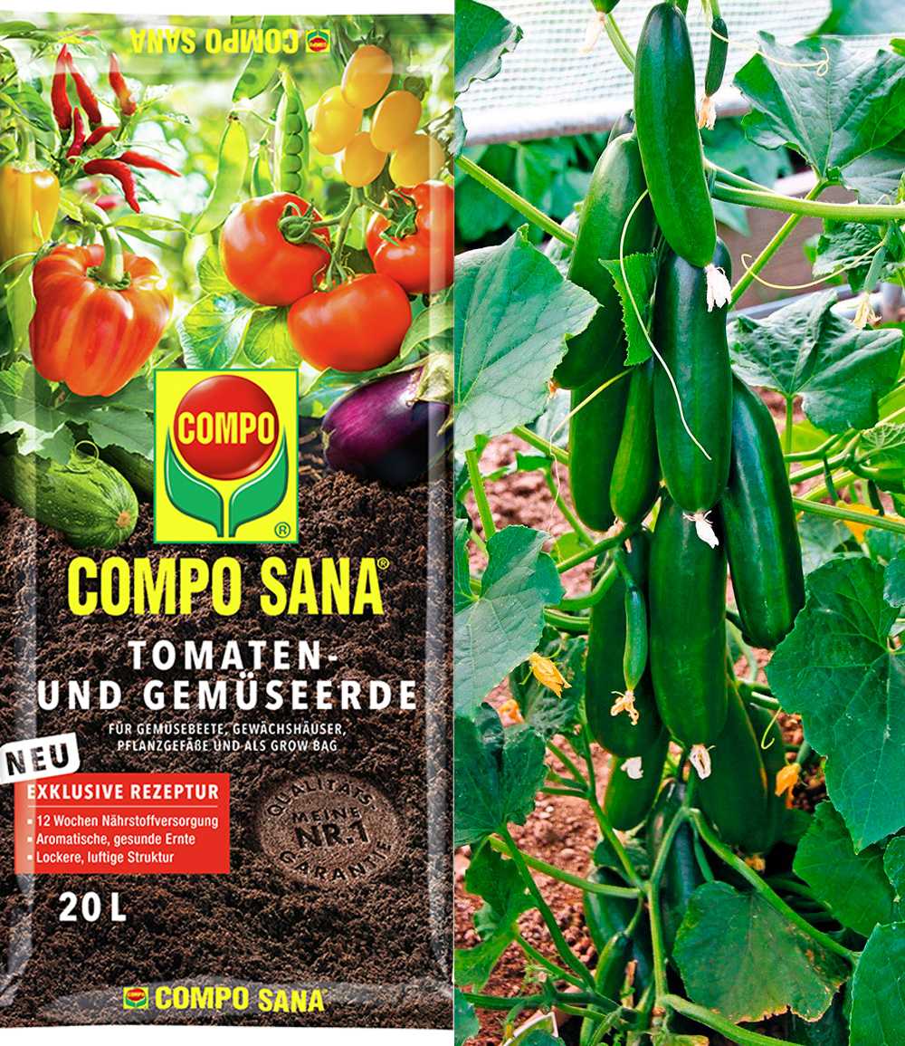 Veredelte Snack-Gurke 'Minik' & COMPO® SANA® Tomaten- und Gemüseerde