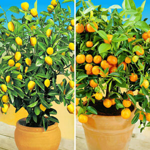 Zitronen- & Orangenbaum