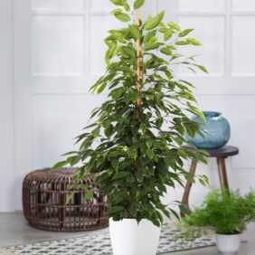 Ficus benjamini 'Danielle' ca. 90-100 cm hoch