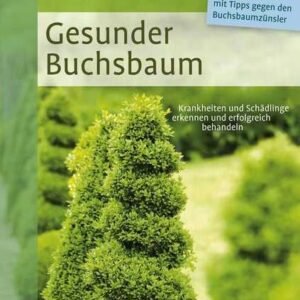 Gesunder Buchsbaum