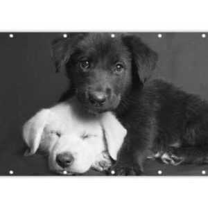 MuchoWow Balkonsichtschutz Hunde - Welpe - Schwarz - Weiß - Tiere (1-St) Balkonbanner, Sichtschutz für den Balkon, Robustes und wetterfest