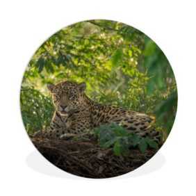 MuchoWow Gemälde Jaguar im Dschungel, (1 St), Rundes wandbild für Wohnzimmer, Wandkreis, Wandschmuck, 90x90 cm