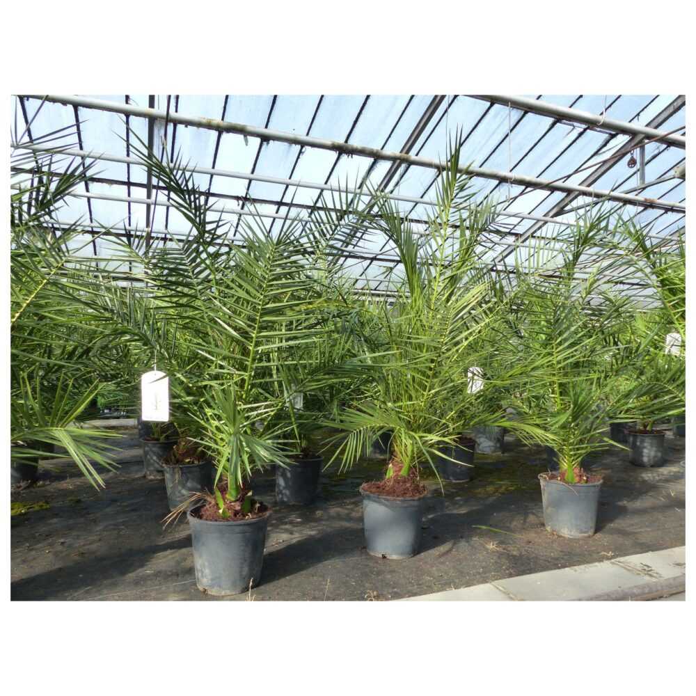 2 Stück Palme 90-120 cm, Phoenix canariensis, kanarische Dattelpalme, kräftige Palmen, keine Jungpflanzen