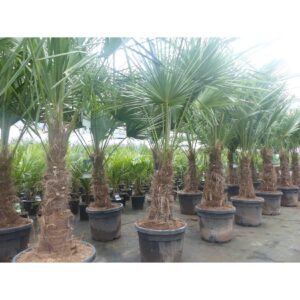 2 Stück im Palmenset Trachycarpus fortunei dicke Stämme 200 cm Hanfpalme, winterharte Palme bis -18°C