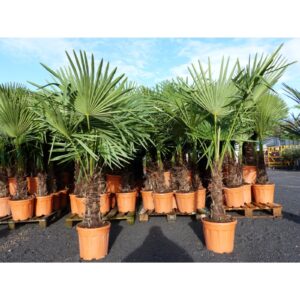 2x Trachycarpus Palme 140-150 cm + 1x Intex swimming pool 262x175x56 cm
