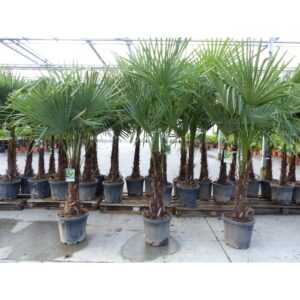 3 Stück XXL+ Palme winterhart 190 - 220 cm Trachycarpus fortunei, Hanfpalme, Top-Qualität