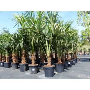 3 Stück XXL Palme winterhart 190 - 220 cm Trachycarpus fortunei, Hanfpalme, Top-Qualität