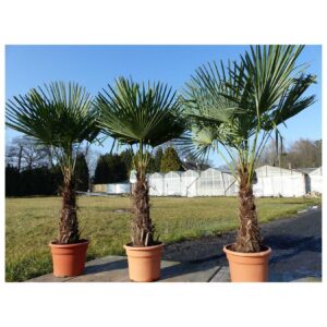 3 Stück XXL Palme winterhart 200-220 cm Trachycarpus fortunei, Hanfpalme, Top-Qualität