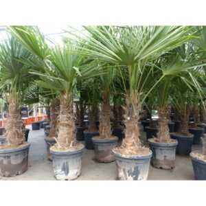 3 Stück XXL Stämme Palme winterhart 190 cm Trachycarpus fortunei, Hanfpalme, Top-Qualität